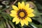 Symmetric Yellow Flower