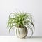 Symmetrical Arrangement Of Air Plant In White Bowl For Commercial Photography