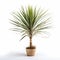 Symmetrical Arrangement Of Real Yucca Plant On White Background