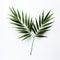 Symmetrical Asymmetry: Bold And Graceful Leaves Of Palm Tree