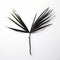 Symmetrical Asymmetry: A Minimalistic Japanese Palm Tree On White Surface