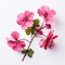 Symmetrical Asymmetry: Pink Geranium Branch On White Surface