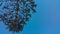 Symmetrical beautiful Christmas tree branch on dark blue sky background