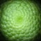 Symmetrical center of a saucer plant, known by the scientific name Aeonium tabuliforme