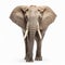 Symmetrical Elephant: Orderly And Distinctive Pose In Ultra Hd