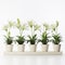 Symmetrical Harmony: Five White Lilies In Pots On A White Shelf