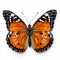 Symmetrical Orange And Black Butterfly On White Background