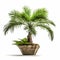 Symmetrical Palm Bonsai: Staged Scenes Of Earthworks On White Background