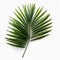 Symmetrical Palm Leaf Arrangement On White Background