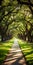 Symmetrical Pathway Through Majestic Oak Trees: A Celebration Of Nature In Rural America