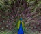 Symmetrical Portrait of a Peacock