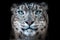 Symmetrical portrait of a snow leopards face