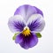 Symmetrical Purple Pansy Flower On White Background