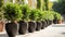 A symmetrical row of potted green plants on a sunny outdoor patio