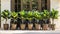 A symmetrical row of potted green plants on a sunny outdoor patio