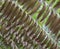 SYMMETRICAL ROWS OF DRIED NEW ZEALAND FERNS UNDER THE GROWTH OF A FRESH GREEN CANOPY, CLOSEUP