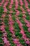 Symmetrical rows of pink flowers on a rustic field.