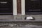 Symmetrical, split in half shot of a cat with white, black, orange fur sleeping on grey concrete entrance steps in front of two