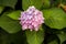 Symmetrical view of a purple French hydrangea surrounded by leaves