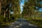 Symmetry country side asphalt car road tree alley way beautiful landscape nature scenic view in clear weather day
