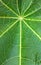 Symmetry lines in green papaya  leaf textured background , green leaf macro closeup Top view
