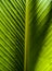 Symmetry in nature, textured palm leaf