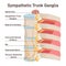 Sympathetic trunk ganglia. Paravertebral ganglia of the sympathetic