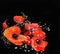 Sympathy card with stylised bouquet of poppies isolated on black backdrop
