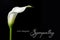 Sympathy card with white calla isolated on black
