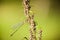 Sympecma fusca on Mugwort panicle Libelle