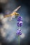 Sympetrum Dragonfly on Lavender Buds