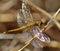 Sympetrum dragonfly on thin branch