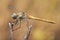 Sympetrum fonscolombii The red-veined darter or nomad dragonfly very common throughout the south of the Iberian Peninsula in all