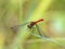 Sympetrum risi yosico meadowhawk darter dragonfly 2