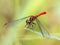 Sympetrum risi yosico meadowhawk darter dragonfly 4