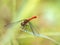 Sympetrum risi yosico meadowhawk darter dragonfly 5