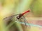 Sympetrum risi yosico meadowhawk darter dragonfly 7