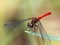 Sympetrum risi yosico meadowhawk darter dragonfly 9