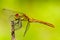 Sympetrum sanguineum