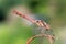 Sympetrum sanguineum