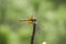 Sympetrum speciosum red dragonfly in Osaka, Japan