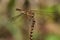 Sympetrum striolatum