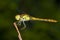 Sympetrum striolatum / Yellow Dragonfly