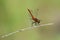 Sympetrum vulgatum,close-up photo