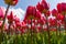 A Symphony of Eastern Star Tulips: Endless Fields of Tulipa agenensis (Eastern Star Tulips