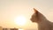 A symphony of elegance: a cat basks in golden hour\'s glow