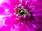 Symphony in Magenta: The Chrysanthemum's Heart