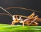 Symphony of the Night: Close-Up of a Cricket Insect