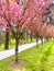 A Symphony of Spring: Breathtaking Sakura Trees in Full Pink Bloom at a Serene Park