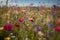 Symphony of Wildflowers Colorful Meadow with Flowers Dancing in the Breeze